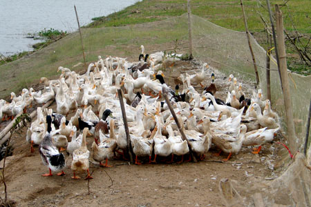 Bùng phát dịch cúm gia cầm tại nhiều địa phương